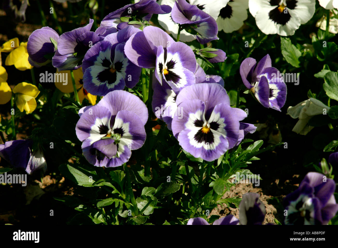 Violett pansies Stock Photo