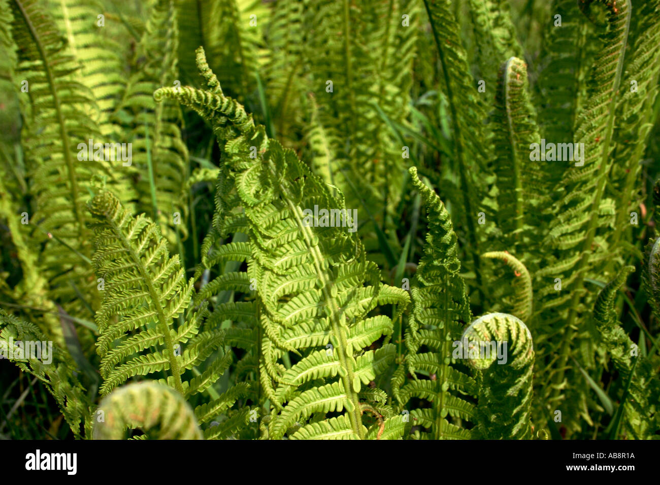 Fern fond hi-res stock photography and images - Alamy