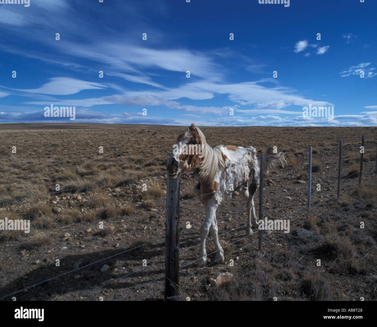 Carcass of paint horse standing along fence line, Patagonia Argentina Stock Photo