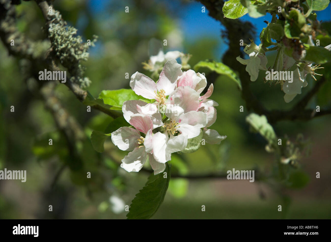 Apple Blossom Culzean Country Park South Ayrshire  Scotland Stock Photo