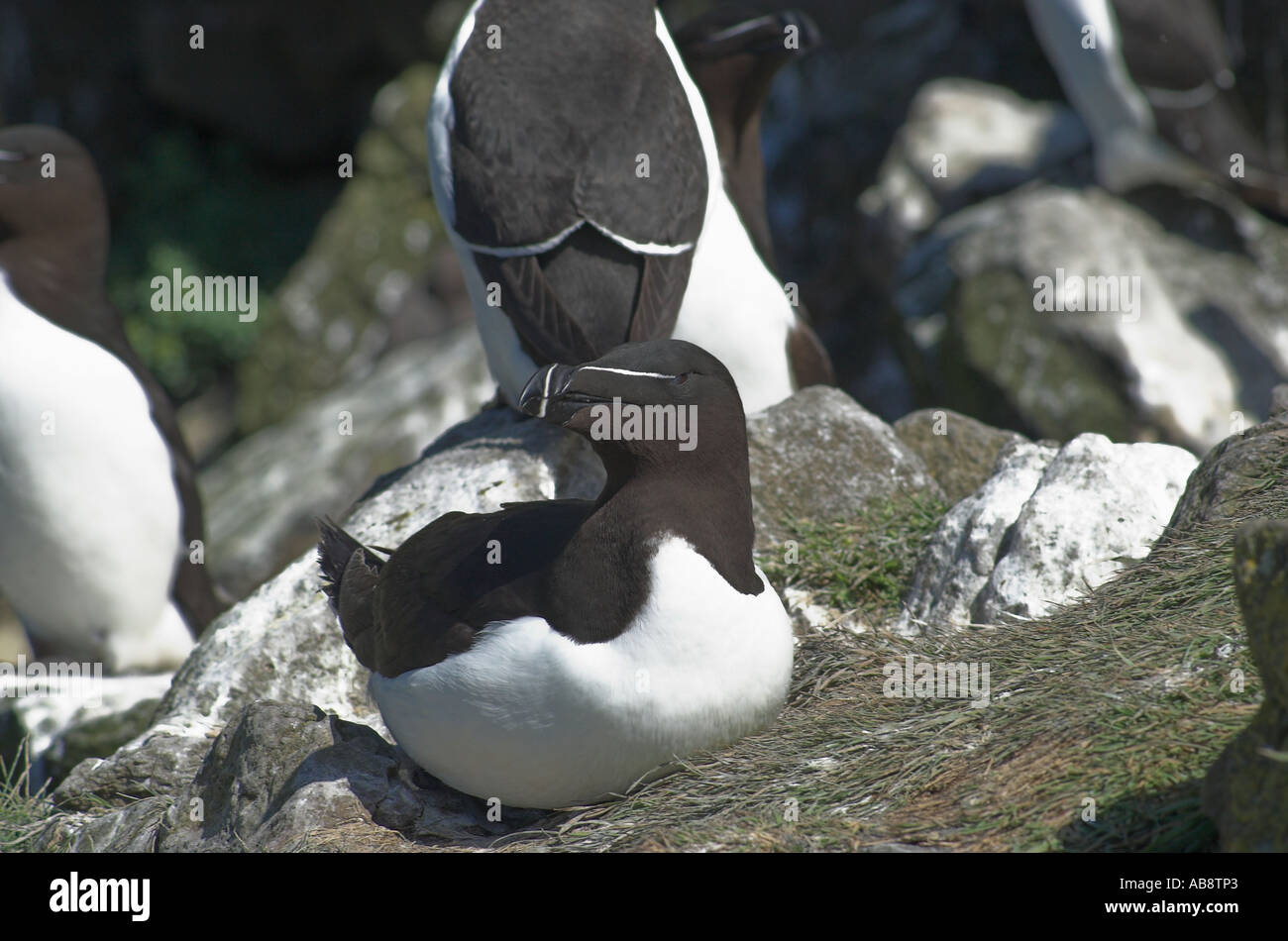 Auckbill Razor Razor bill hi-res stock photography and images - Alamy
