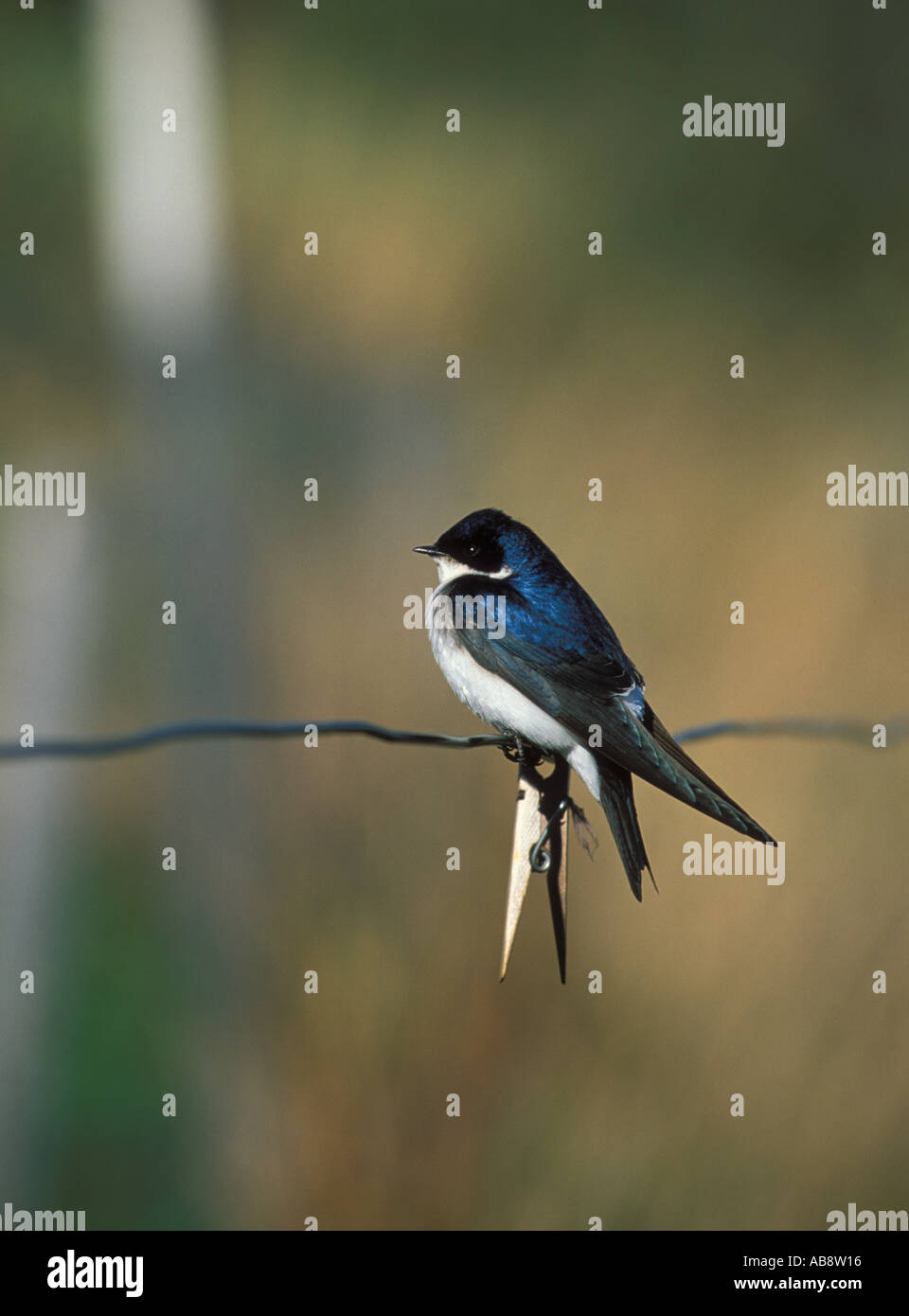 Chilean Swallow on washing line with wooden peg clipped beneath Stock Photo