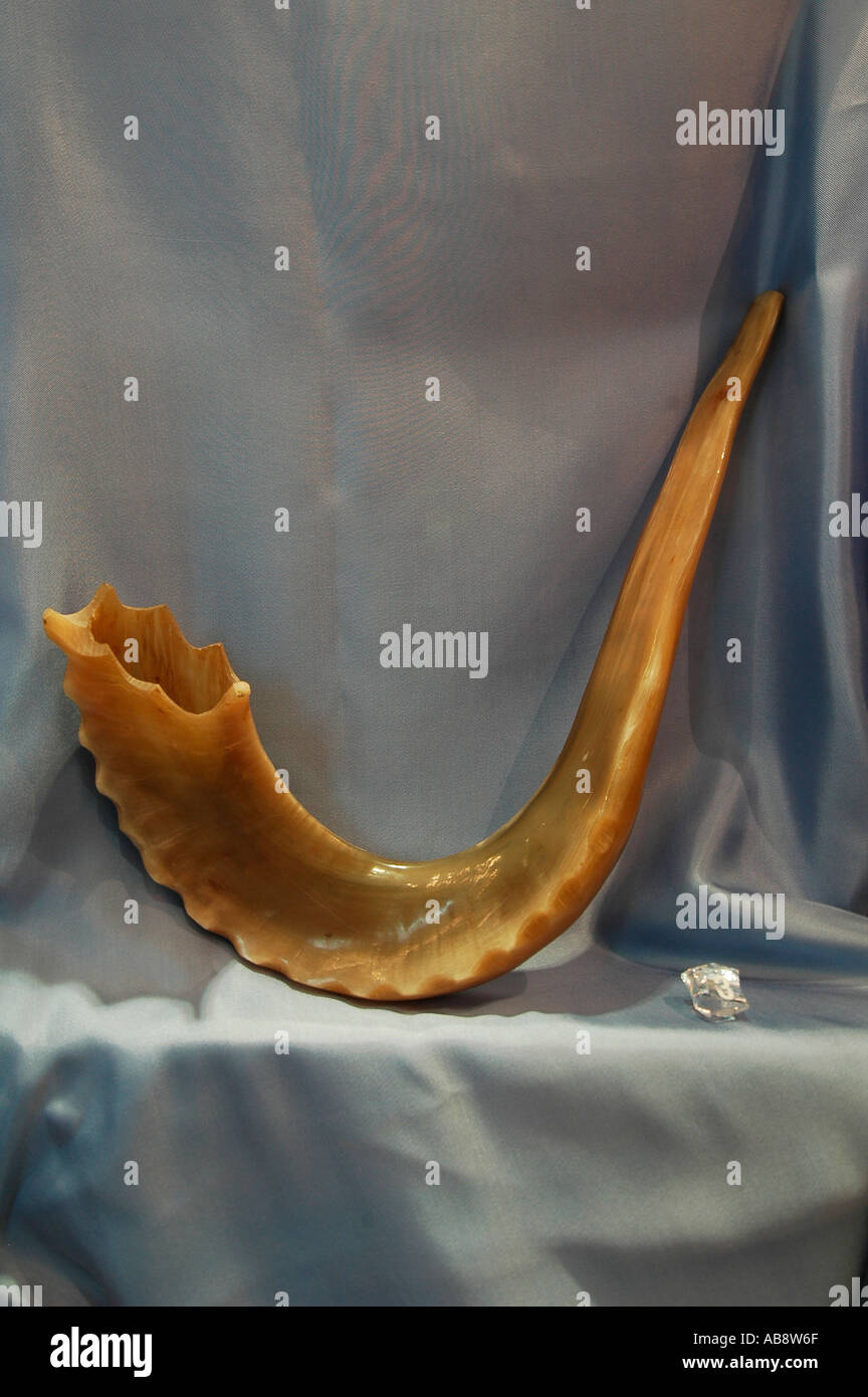A traditional Shofar made from the horn of a ram used for Jewish