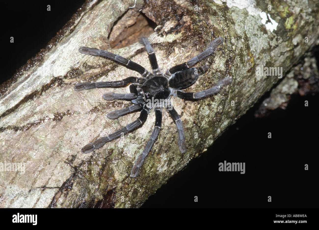 Borneo orange fringed spider (cf. Lampropelma nigerrimum), on tree in front of cave, Indonesia, Celebes, Tangoko Park, Jan 98. Stock Photo