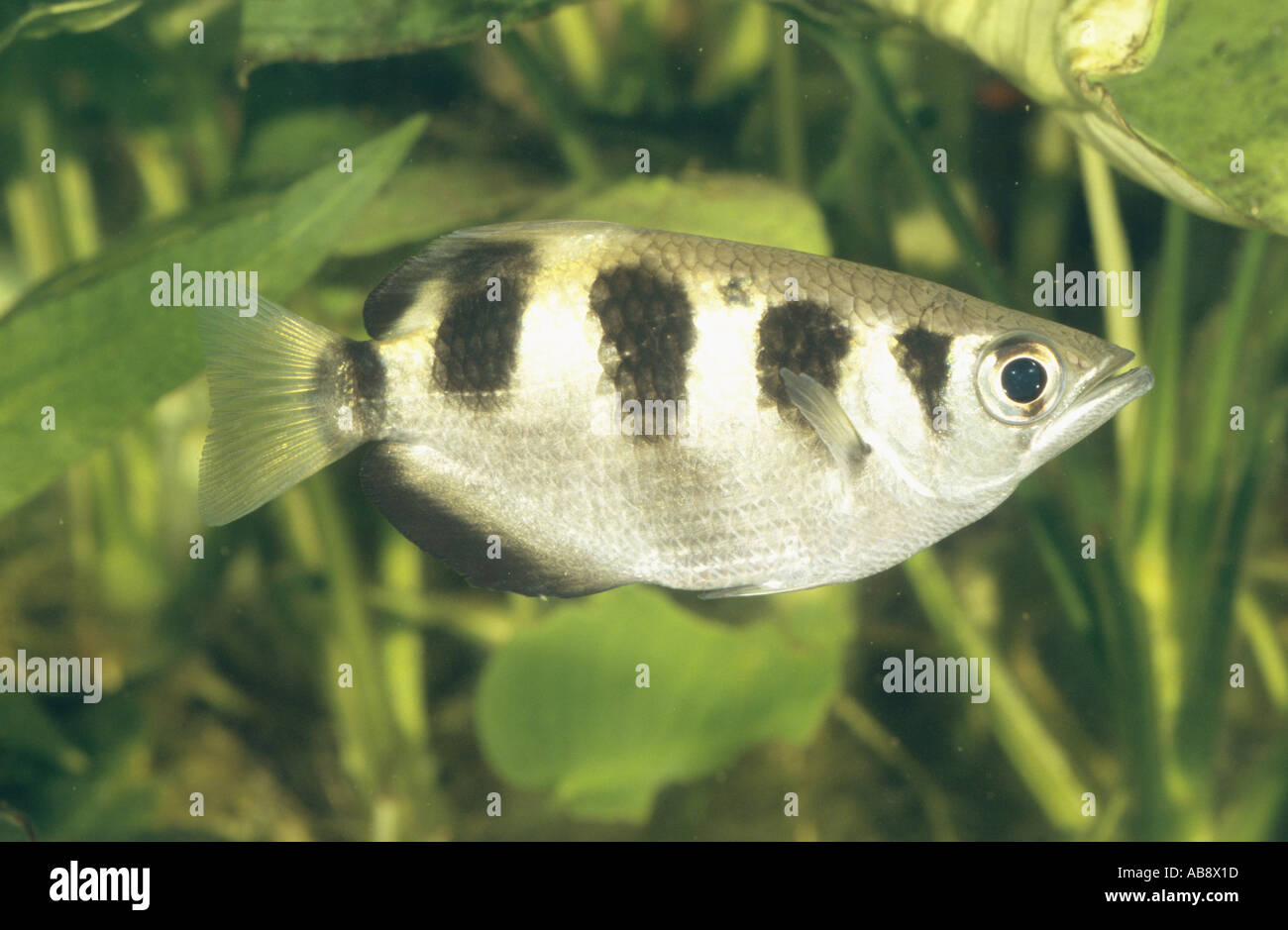 archerfish (Toxotes cf. jaculatrix), in front of anubias, Asia, May 03 . Stock Photo