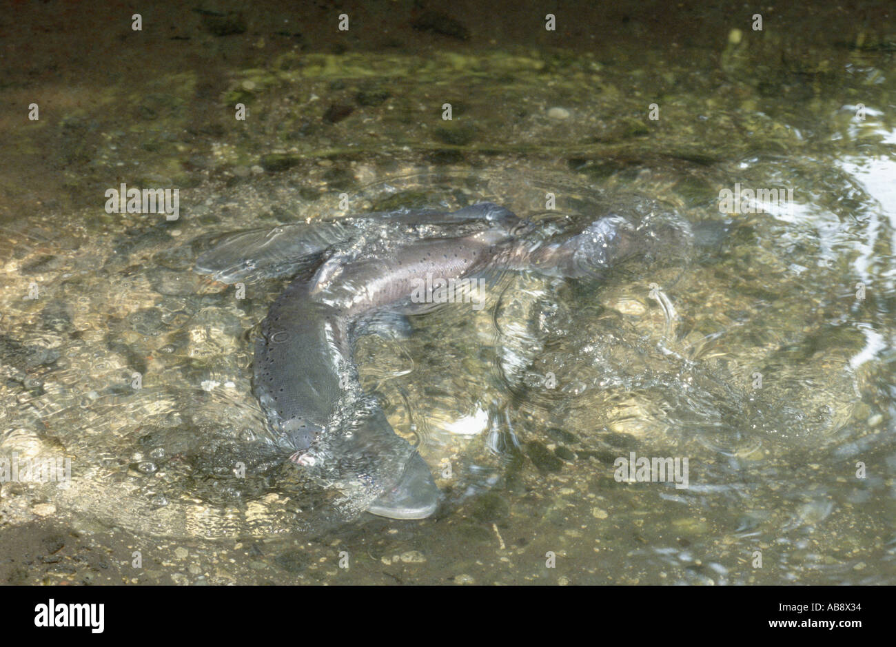 Female salmon laying eggs hires stock photography and images Alamy
