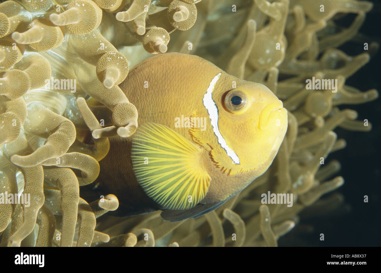 black-finned anemonefish, Maldive anemonefish (Amphiprion nigripes), amongst anemone Stock Photo