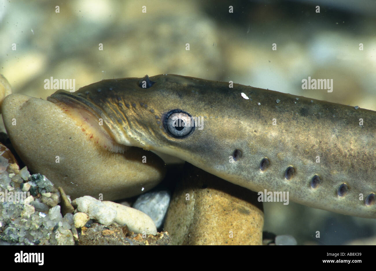 brook lamprey, European brook lamprey (Lampetra planeri), portrait, sucked on stone, Germany, Baden-Wuerttemberg, Ehingen, May Stock Photo