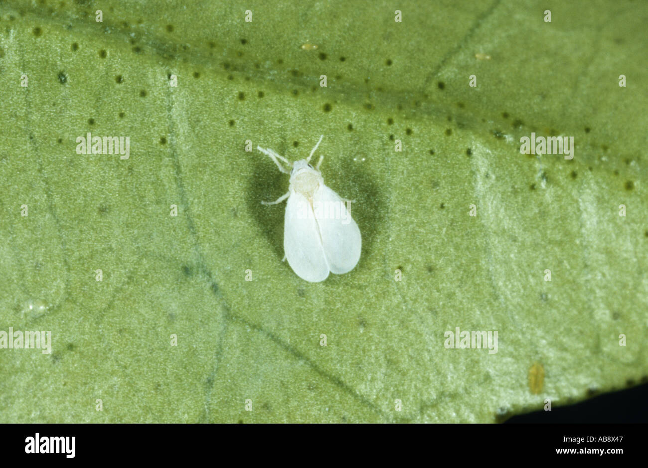 auf Citrusblatt (Trialeurodes vaporariorum), on citrus leaf Stock Photo