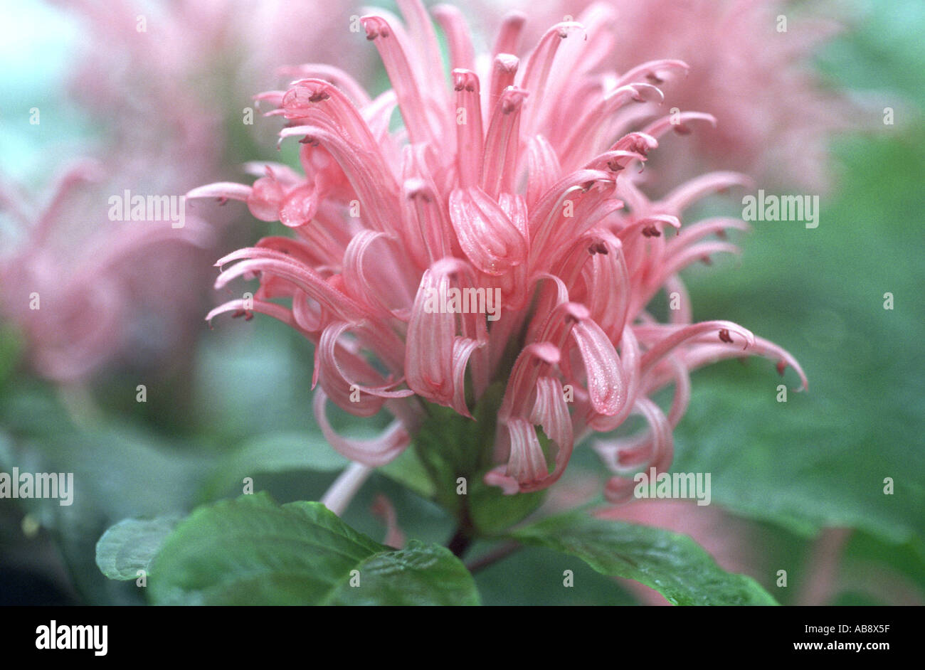 pink plume flower, pink jacobinia, Brazilian plume flower (Jacobinia carnea, Justicia carnea), inflorescence Stock Photo