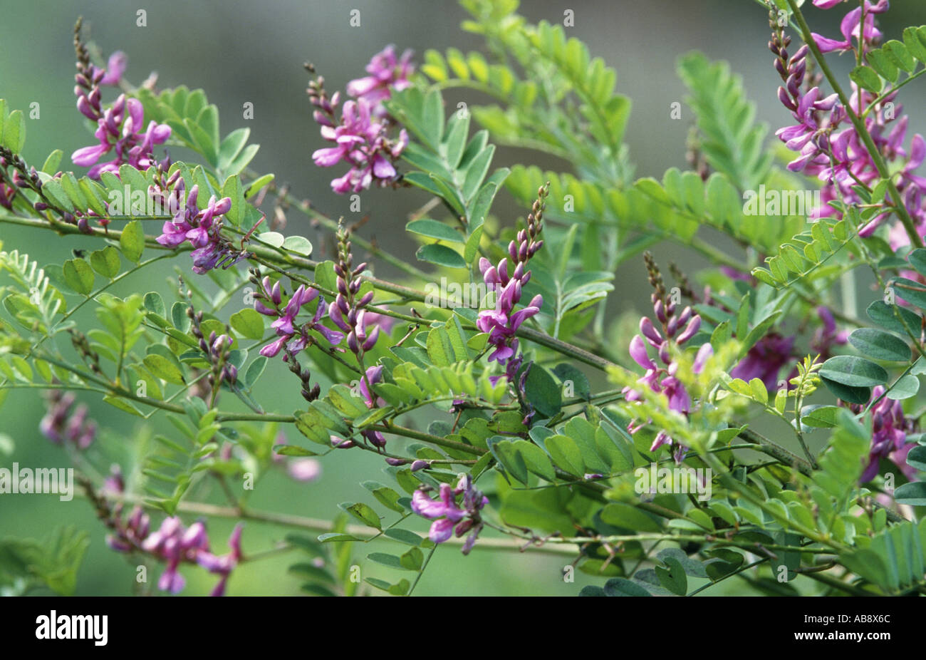 Himalayan indigo, indigo bush (Indigofera heterantha), blooming. Stock Photo