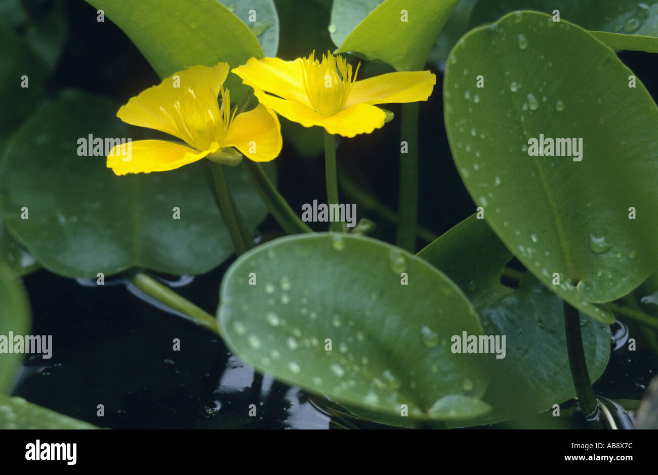 water poppy (Hydrocleys nymphoides), blooming Stock Photo