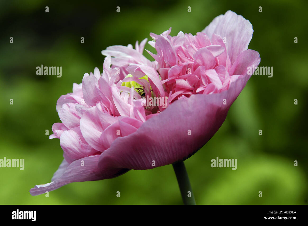 Double pink opium poppy hi-res stock photography and images - Alamy