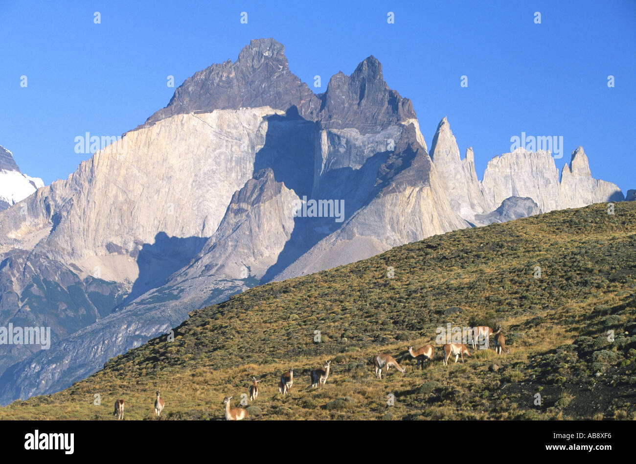 guanaco (Lama guanicoe), grazing guanaco flock with Towers del Paine ...