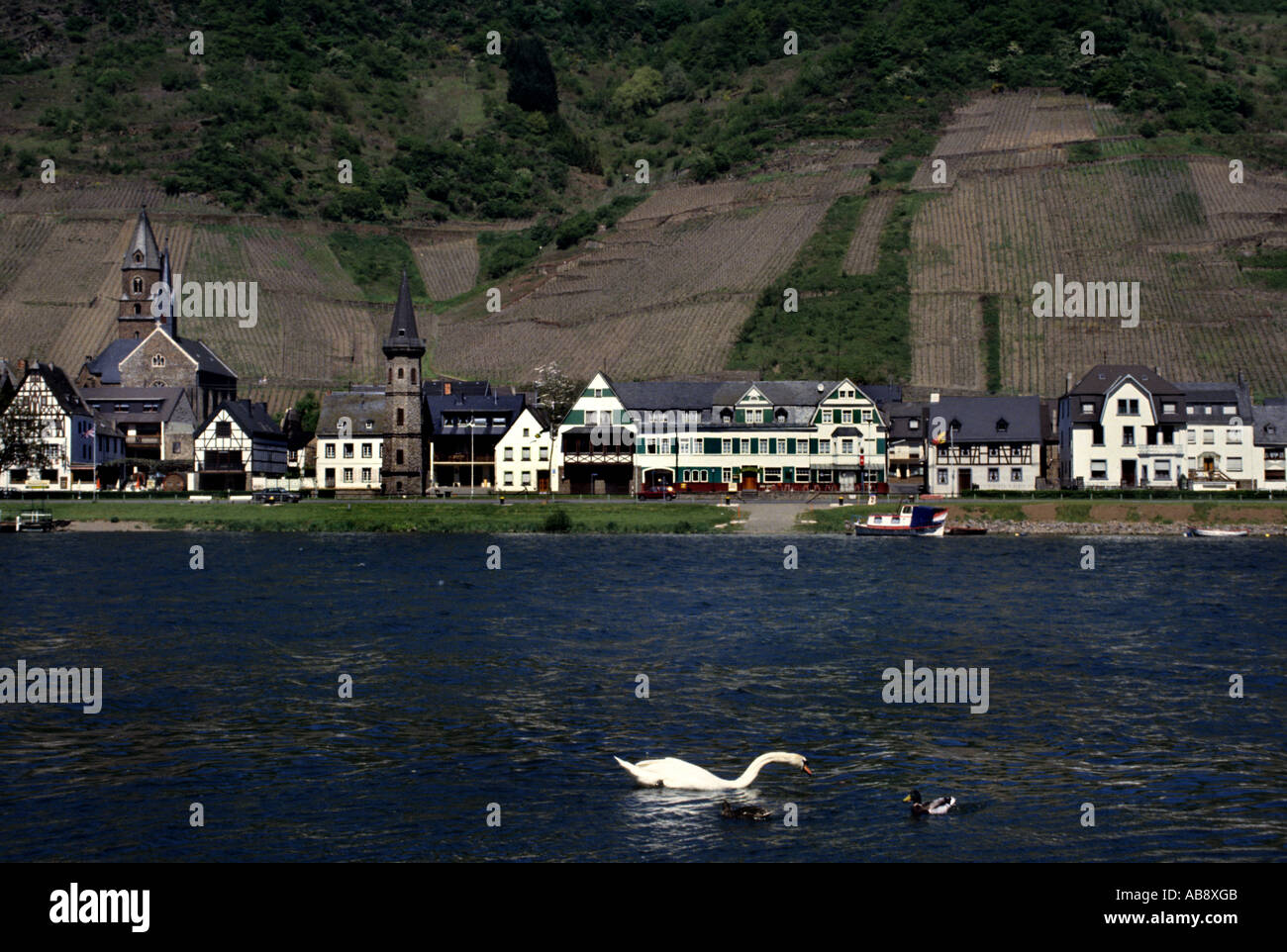 Swan Beilstein Mosel Valley Germany German Wine Stock Photo Alamy