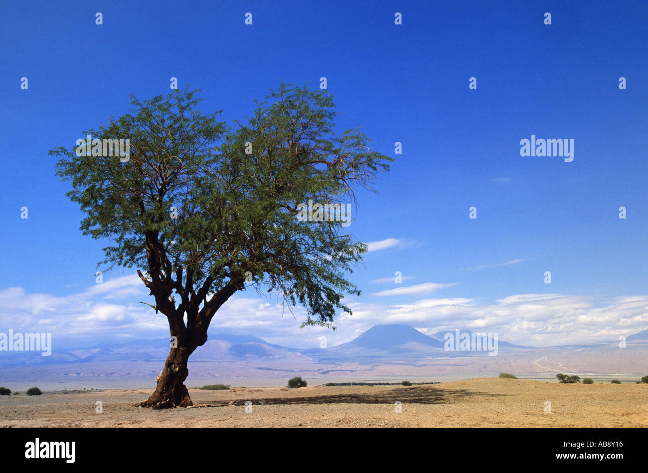 Tamarugo tree (Prosopis tamarugo), Chile, Region II, Salar de Atacama, Mrz 05. Stock Photo
