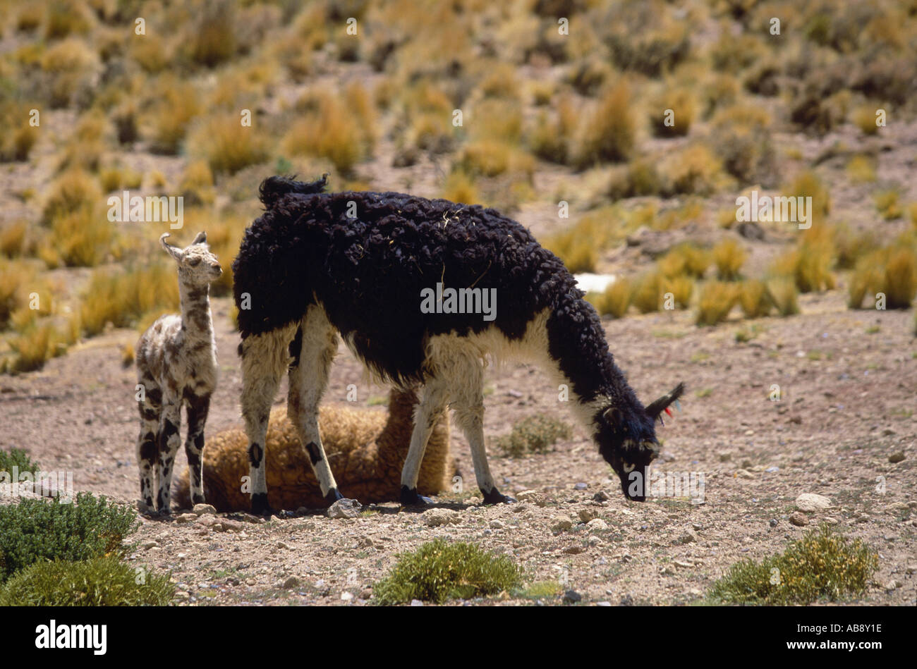 llama (Lama glama), grazing Llama with young stock, Chile, Region II, Salar de Atacama, Mrz 05. Stock Photo