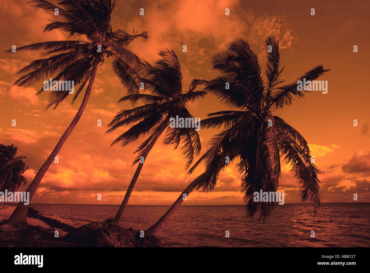coconut palm (Cocos nucifera), sunrise at Punta Cana Beach, Dominican Republic, Punta Cana Stock