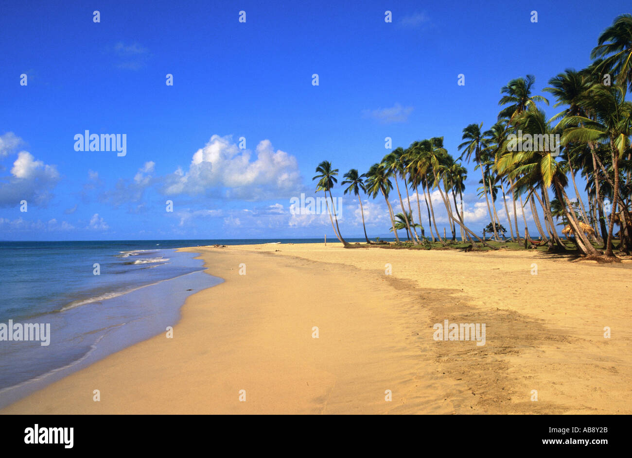 coconut palm (Cocos nucifera), beach with palms, Dominican Republic