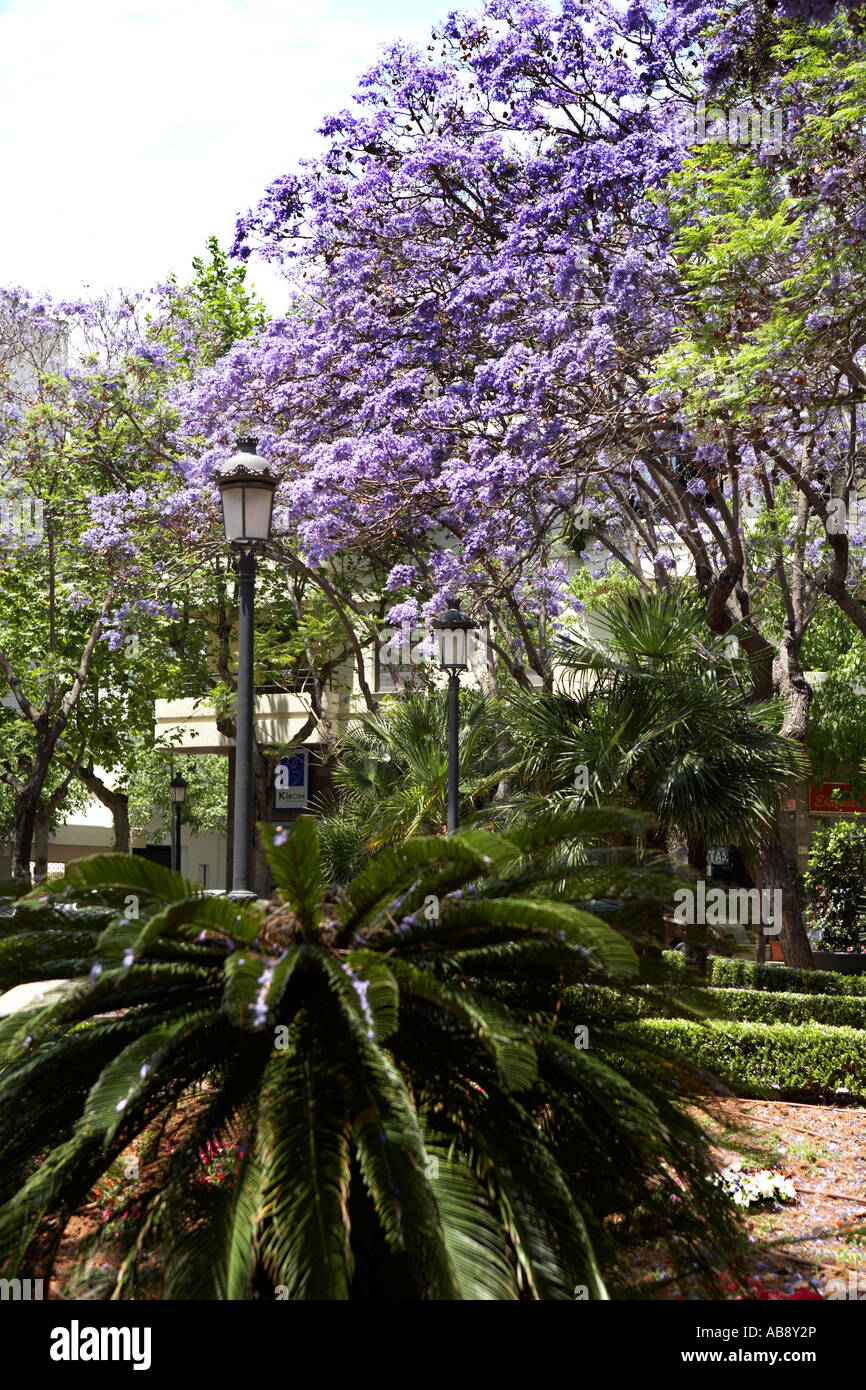 Plaza Enrique Cantos with trees in Bloom, Marbella, Spain.June. Stock Photo