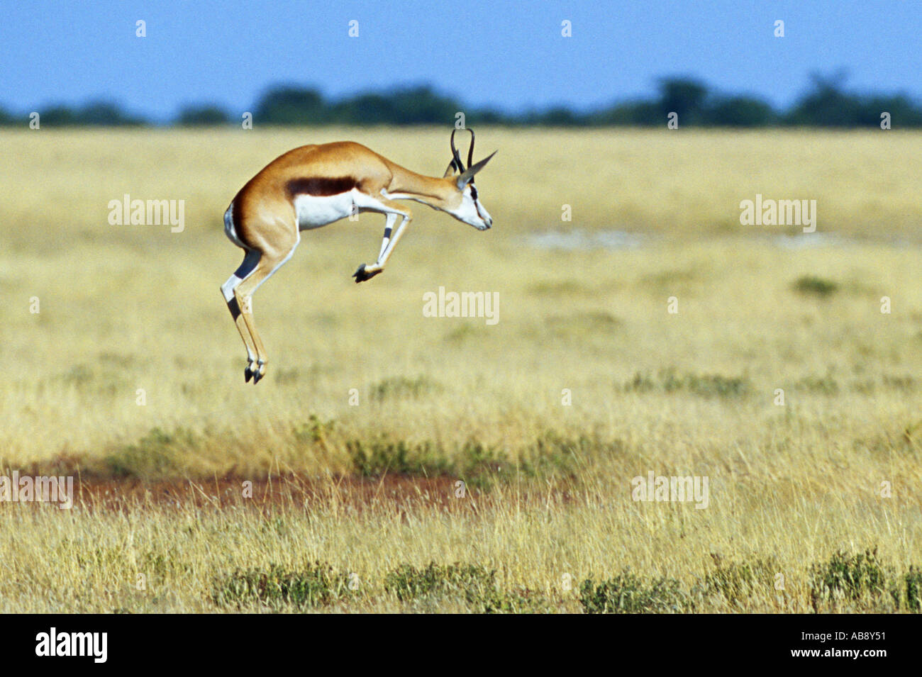 Springbok Jump
