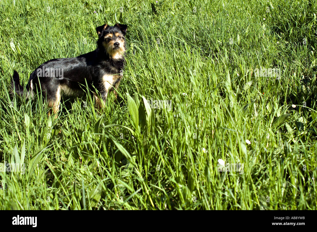 mixed breed dog Stock Photo Alamy