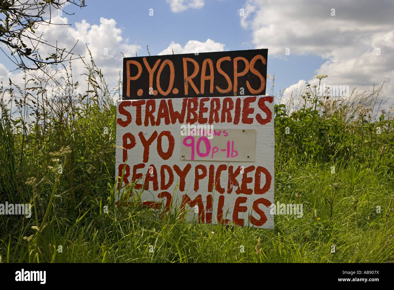 Strawberry Farming Norfolk UK Stock Photo Alamy