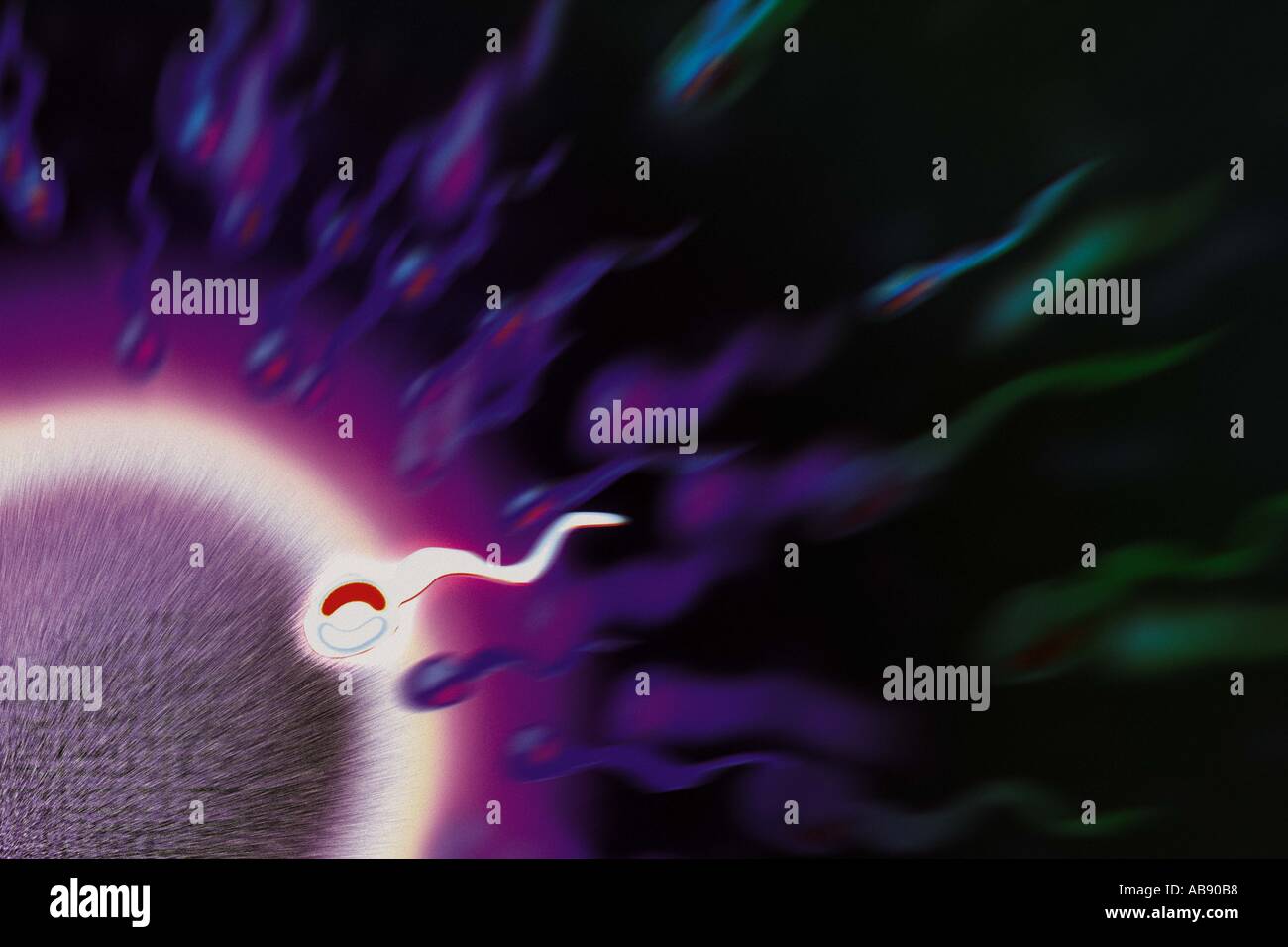 Fertilization hi-res stock photography and images - Alamy