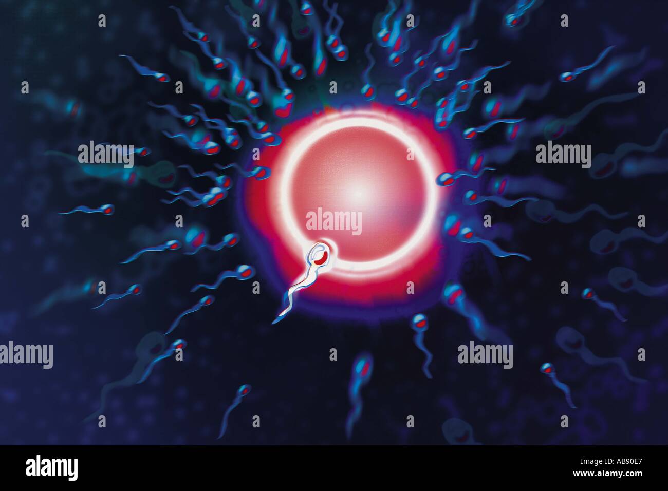Fertilization hi-res stock photography and images - Alamy