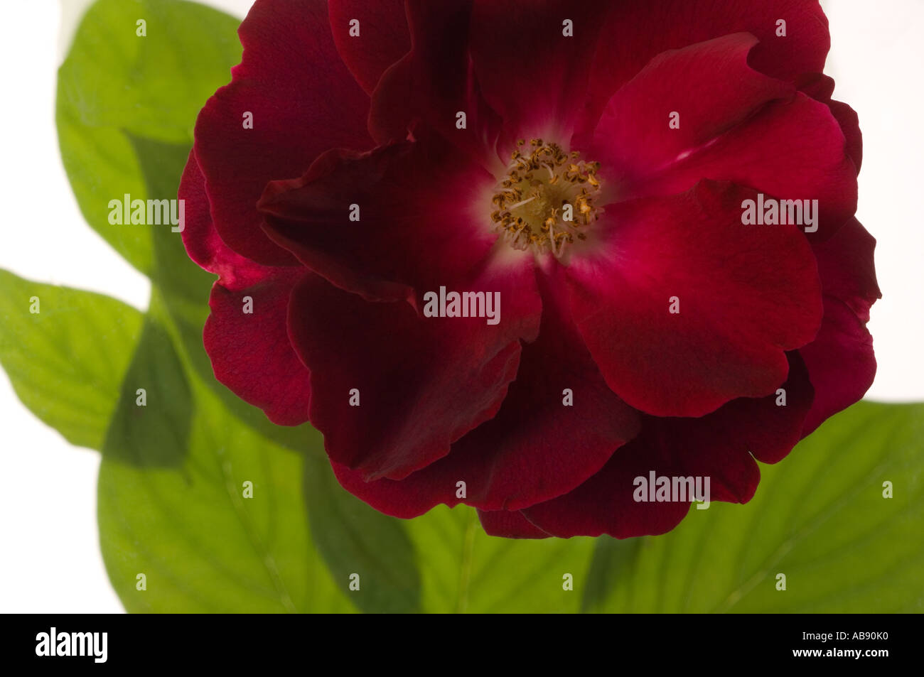 red rose rootstock on white background Stock Photo Alamy