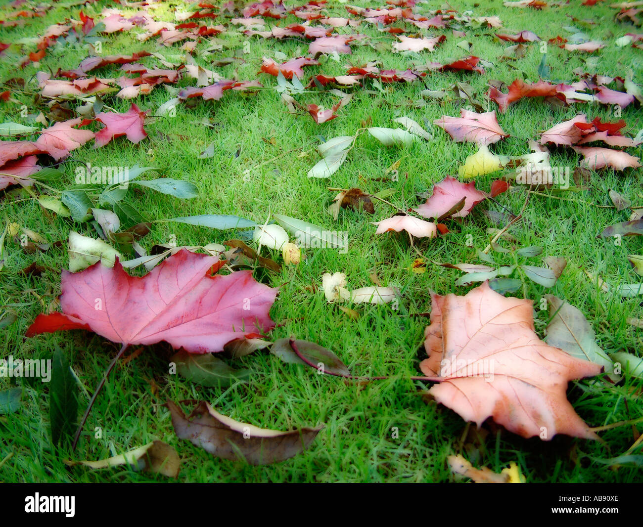 Grass like leaf hi-res stock photography and images - Alamy