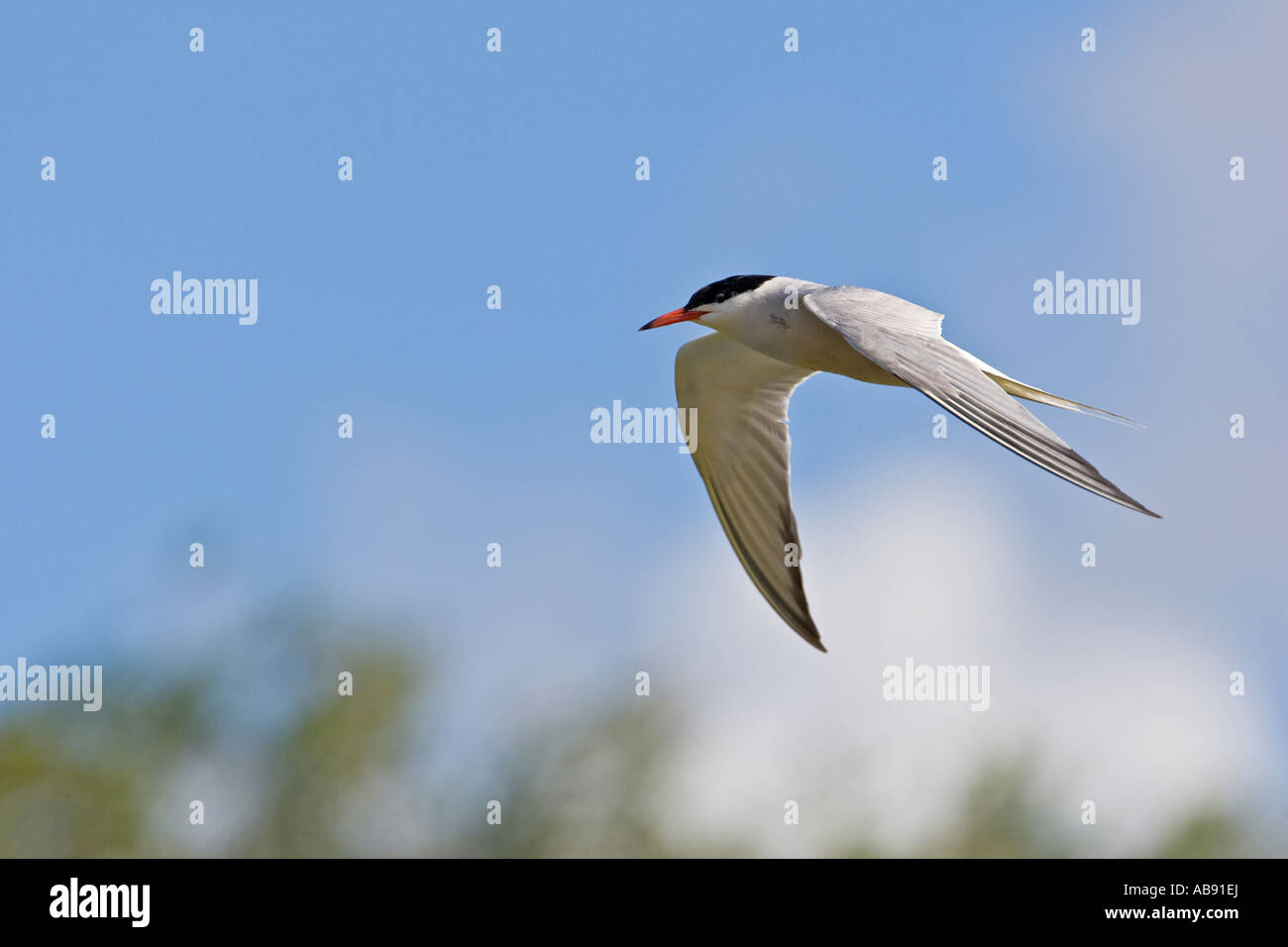 Common Tern Sterna hirundo in flight wings out with blue sky background Priory park Bedford Bedfordshire Stock Photo