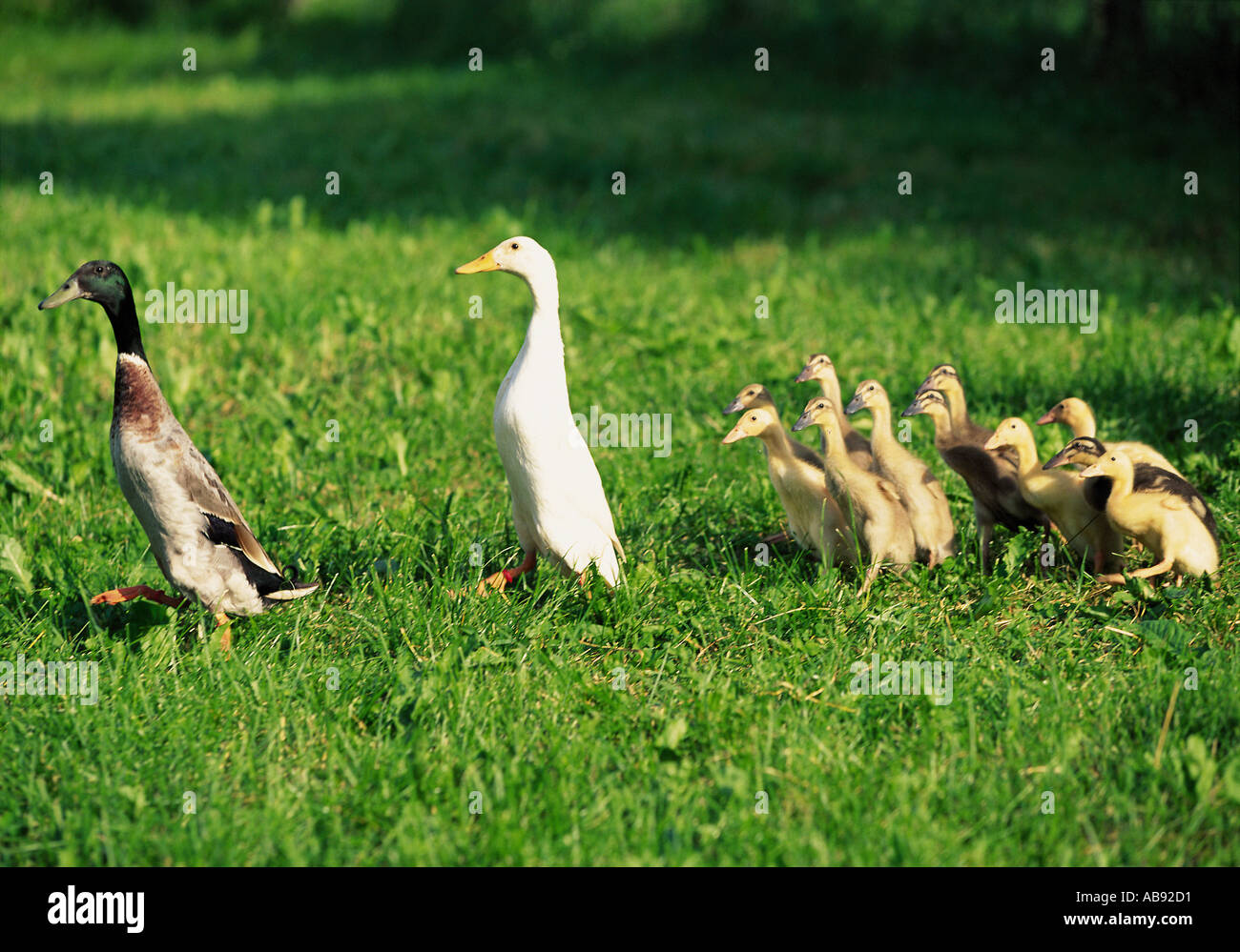 Family of ducks Stock Photo Alamy
