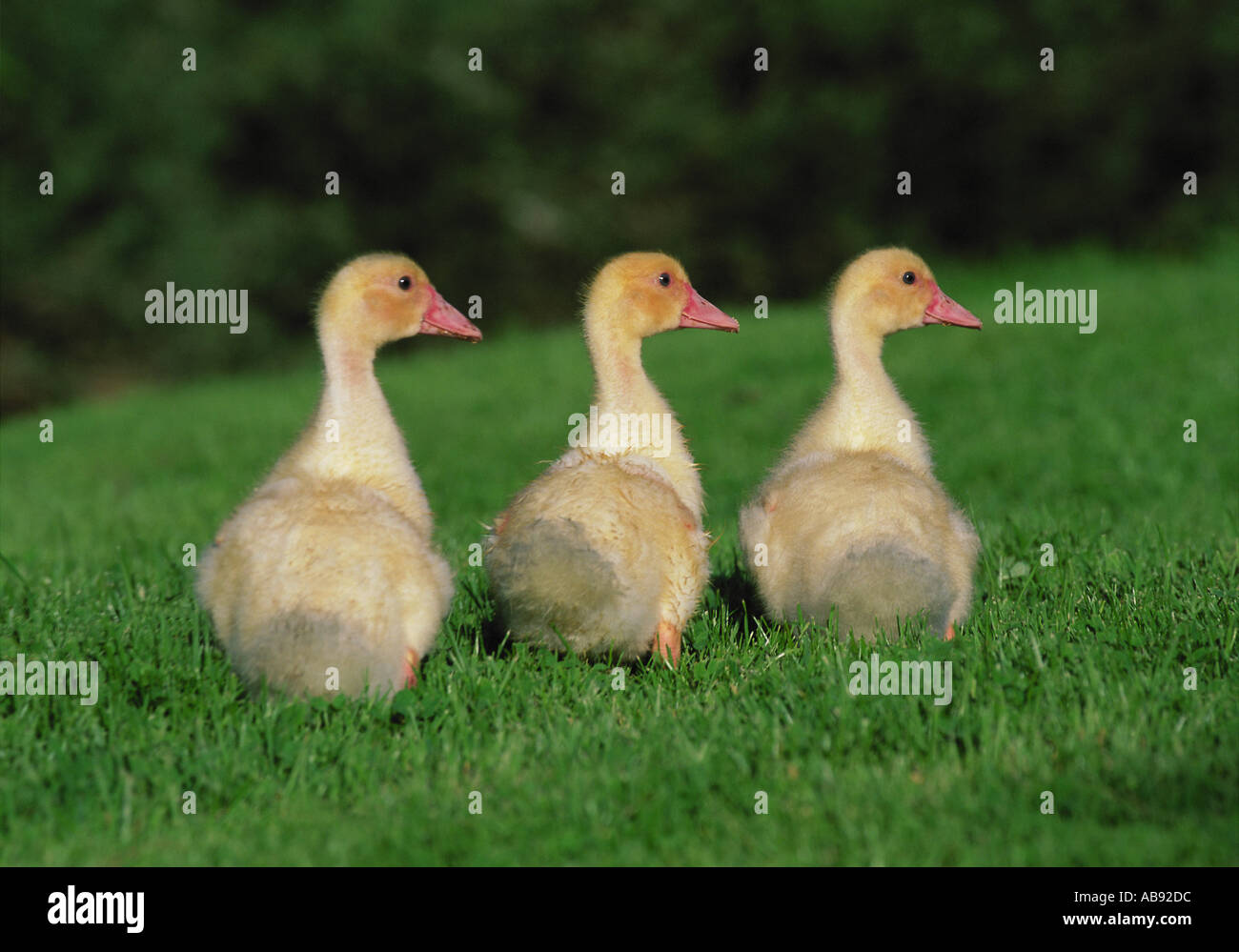 Three cute ducklings hi-res stock photography and images - Alamy