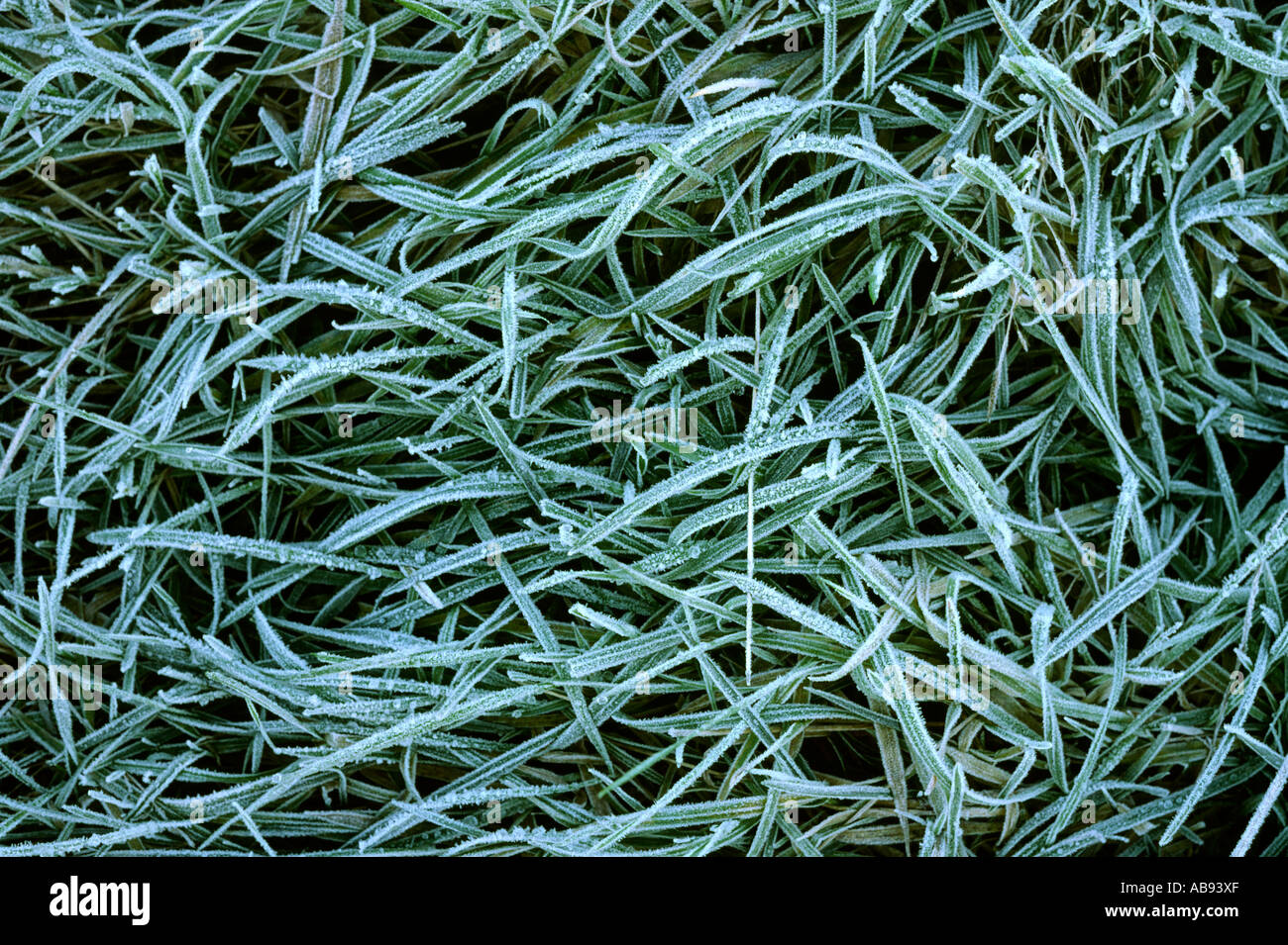Grass with hoar frost hi-res stock photography and images - Alamy