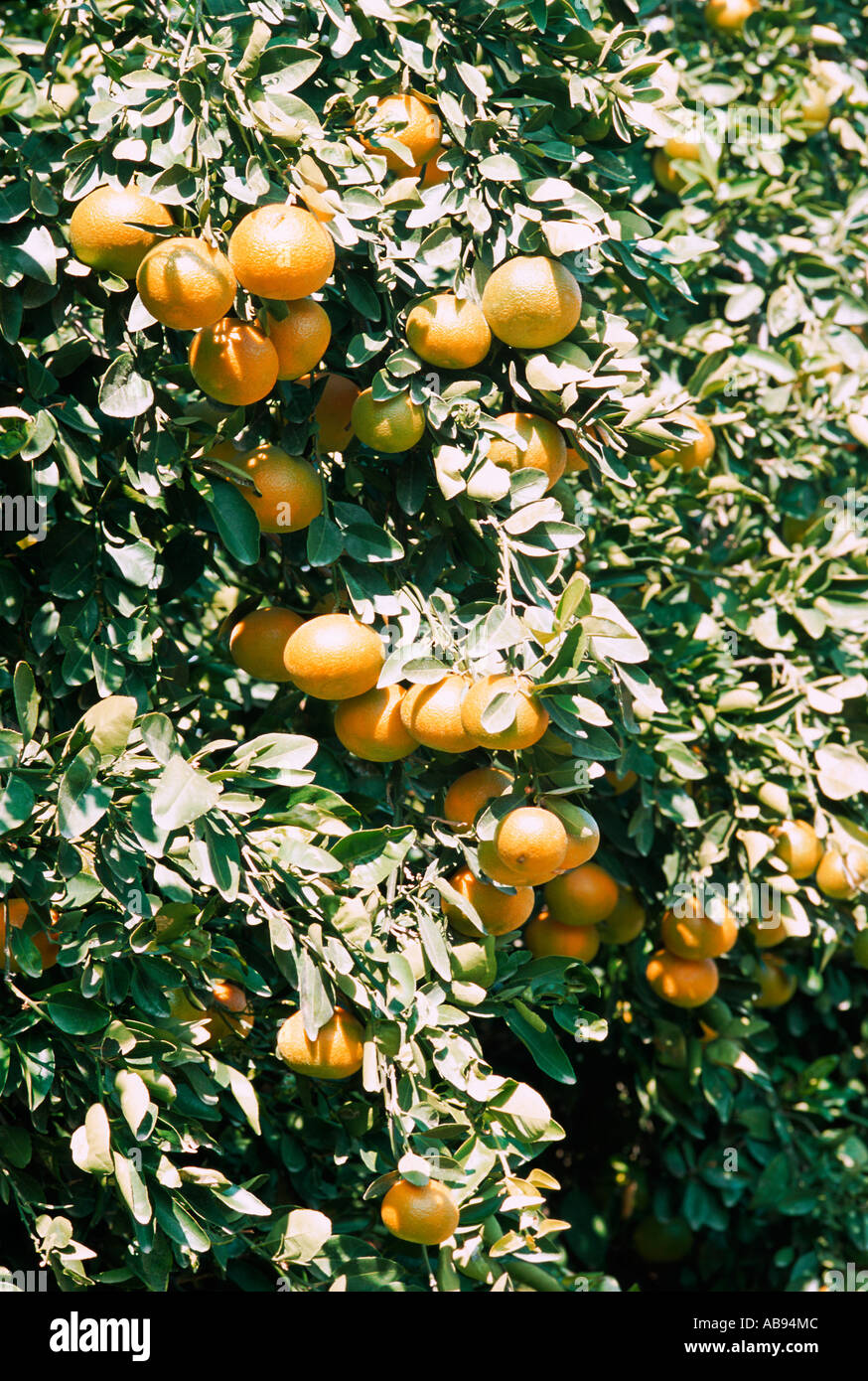 Leaves orange tree citrus hi-res stock photography and images - Alamy