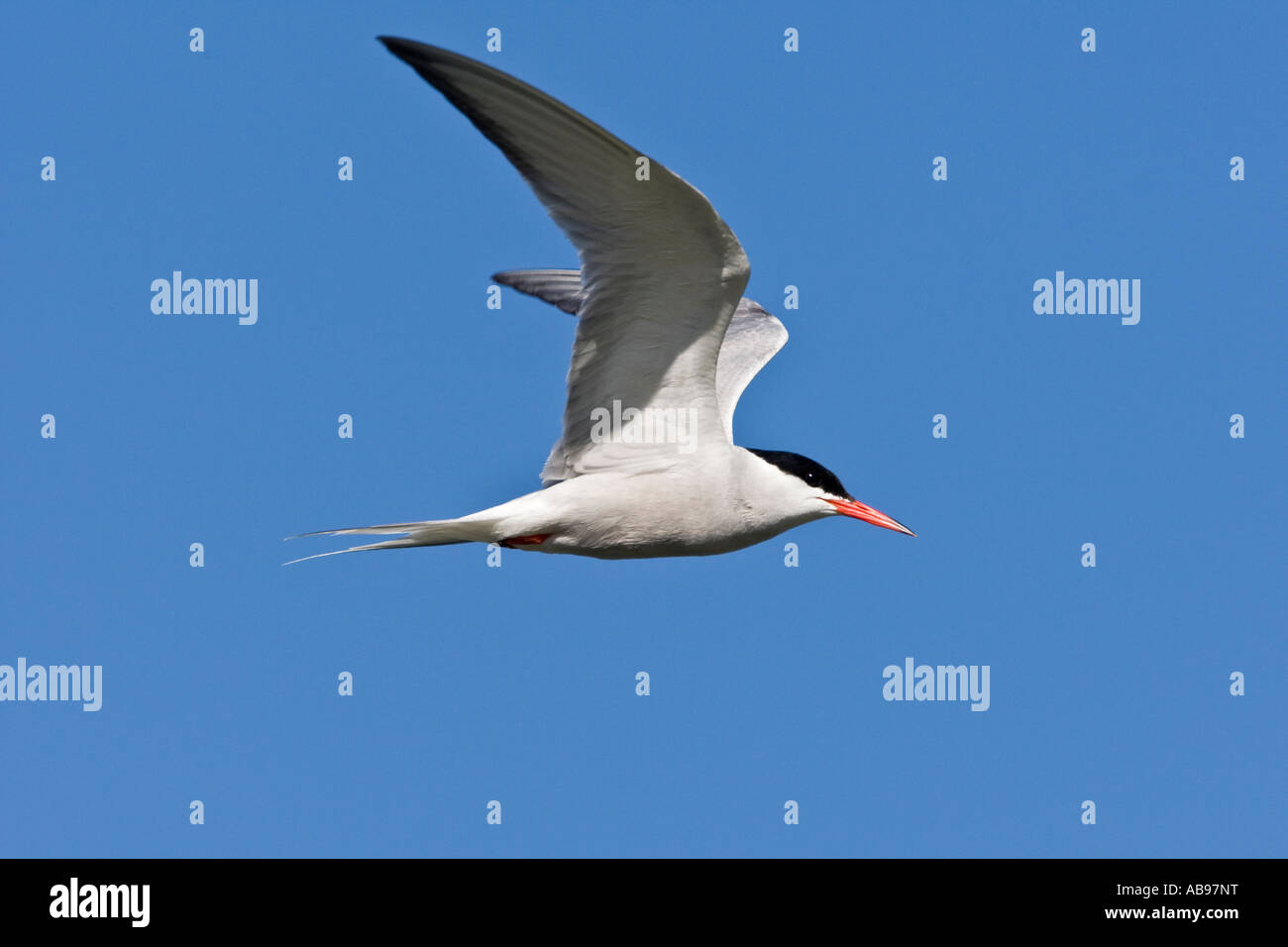 Common Tern Sterna hirundo in flight wings out with blue sky background Priory park Bedford Bedfordshire Stock Photo