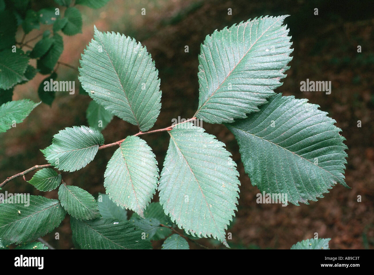 European elm, European white elm (Ulmus laevis), twig, Germany Stock Photo