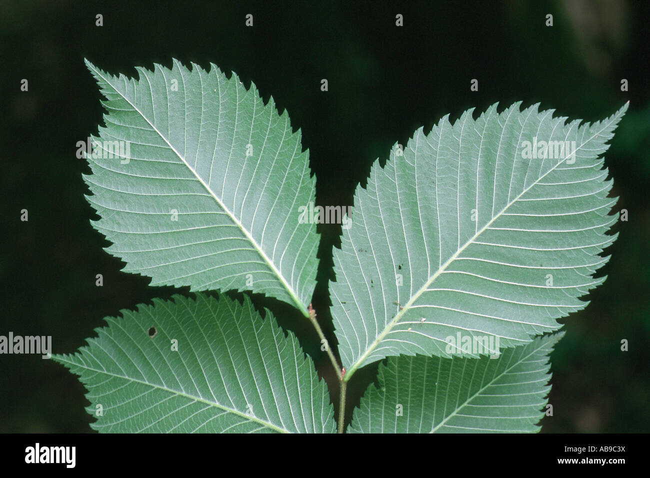 European elm, European white elm (Ulmus laevis), leaves, Germany Stock Photo