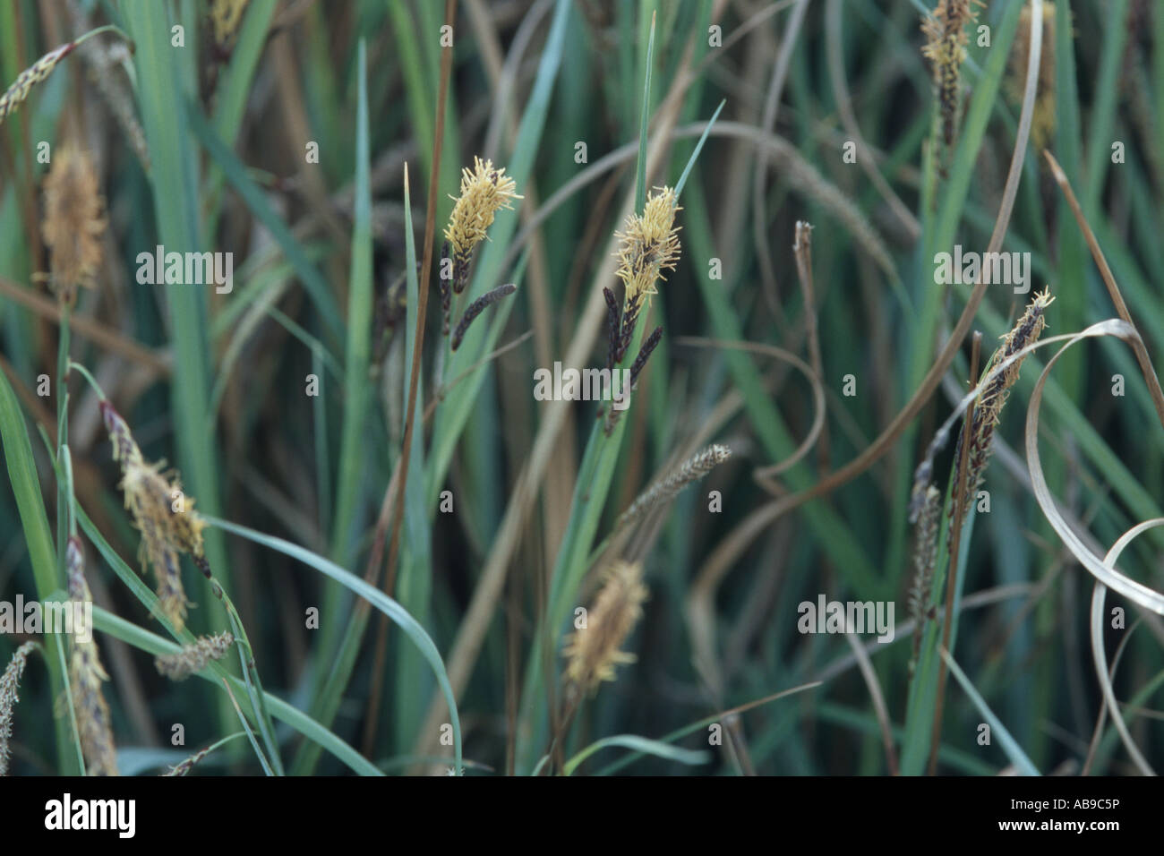 glaucous sedge (Carex flacca), male inflorescences upsite female inflorescences Stock Photo