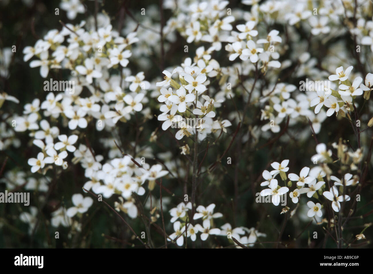 Alpine rock-cress (Arabis alpina), blooming Stock Photo
