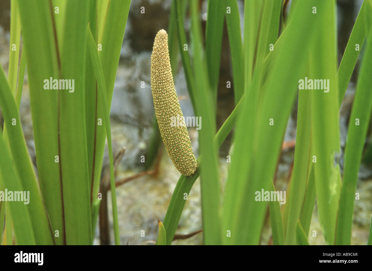 sweetflag, sweet sedge (Acorus calamus), inflorescence Stock Photo