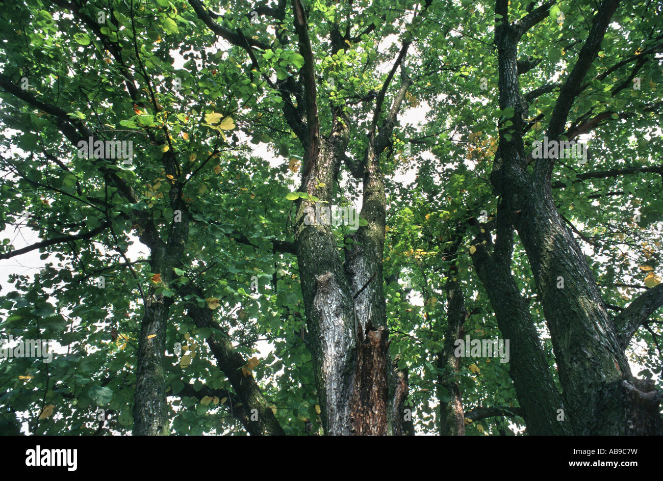European elm, European white elm (Ulmus laevis), view into the crown Stock Photo