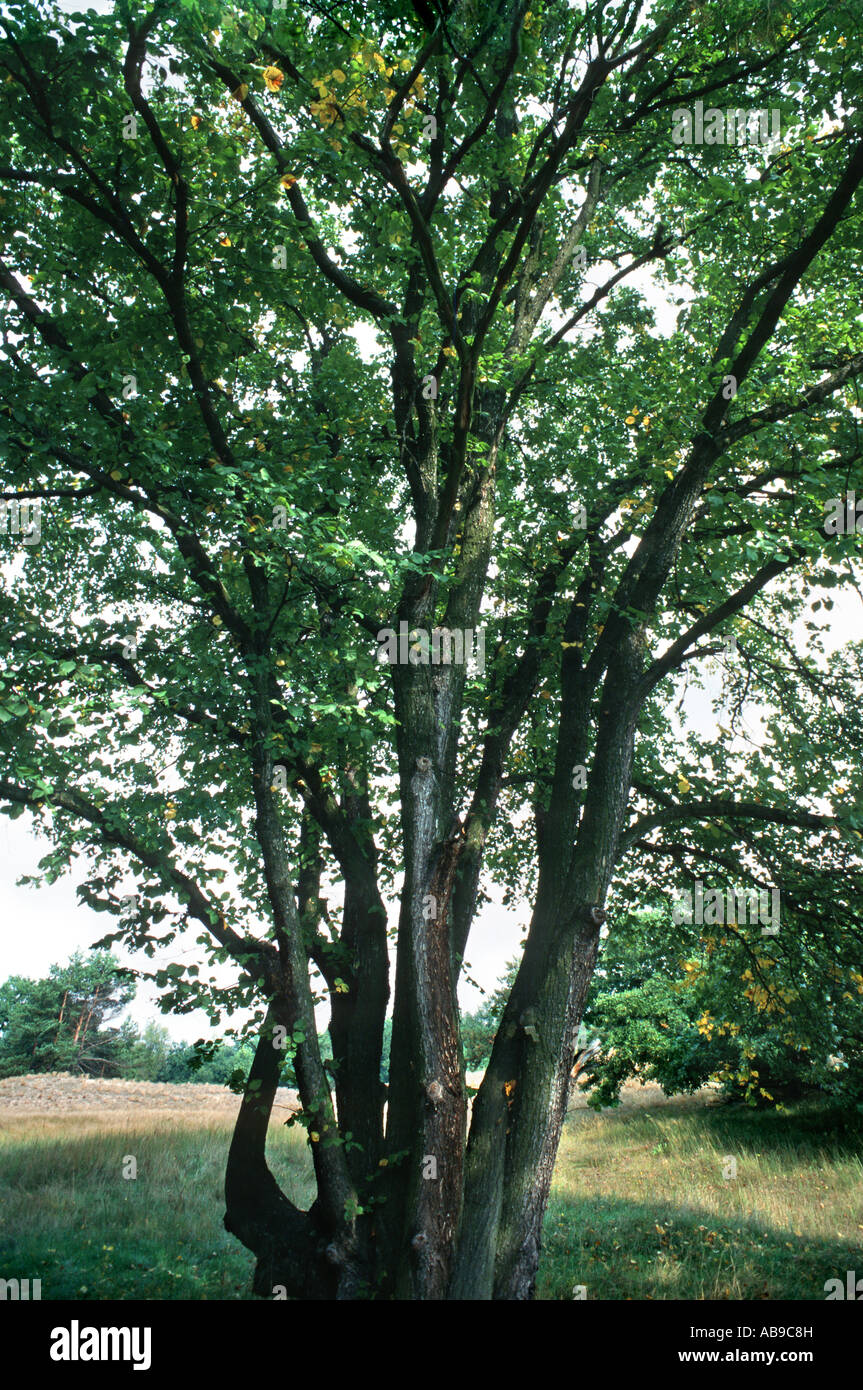 European elm, European white elm (Ulmus laevis), single tree Stock Photo