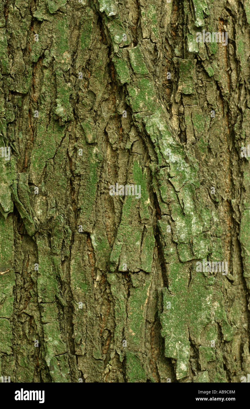European elm, European white elm (Ulmus laevis), bark Stock Photo