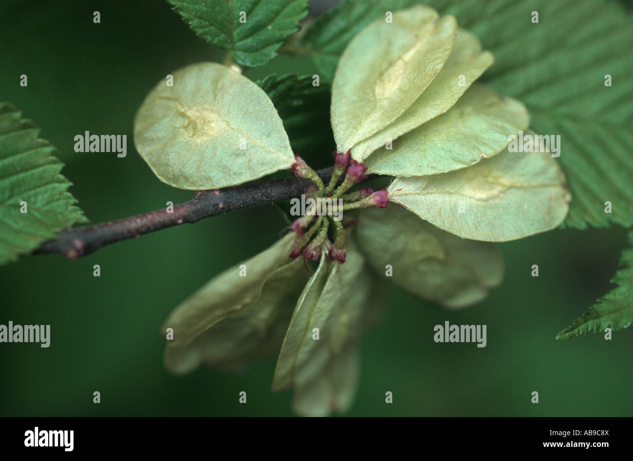 Scotch elm, wych elm (Ulmus glabra, Ulmus scabra), fruits Stock Photo
