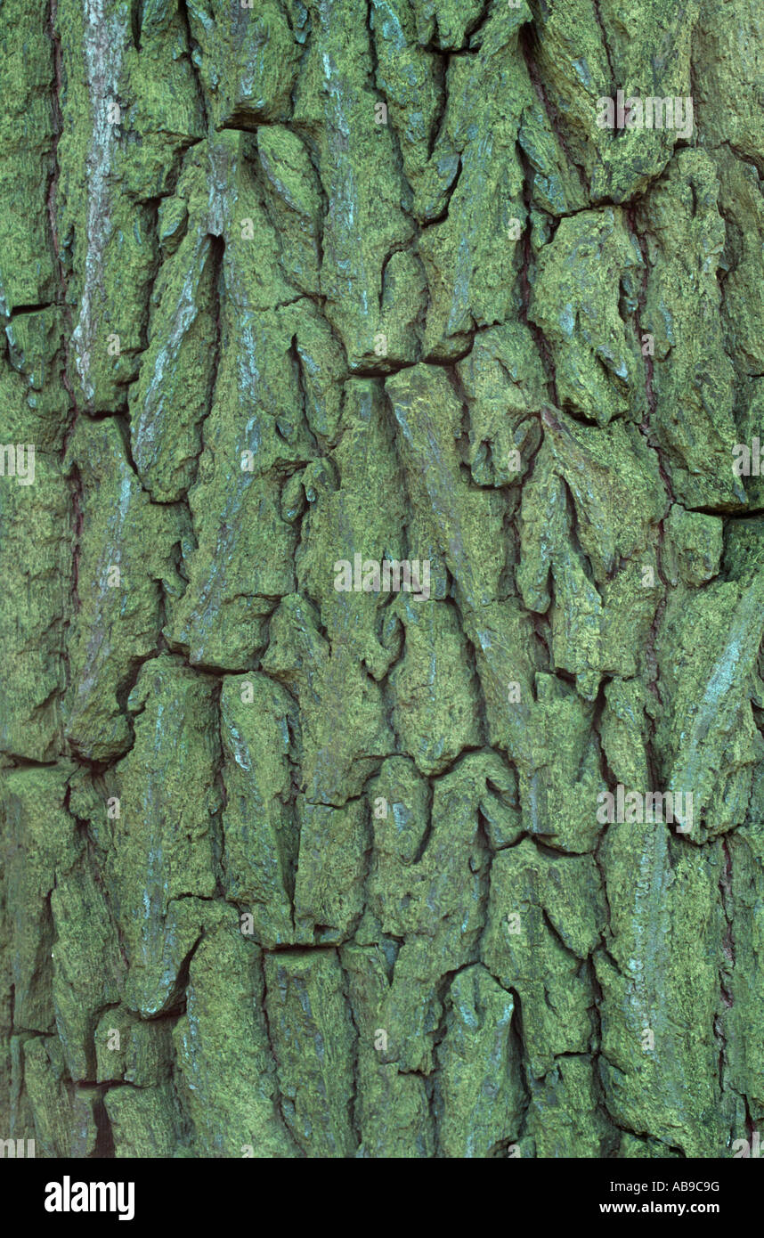 Siberian elm (Ulmus pumila), bark Stock Photo