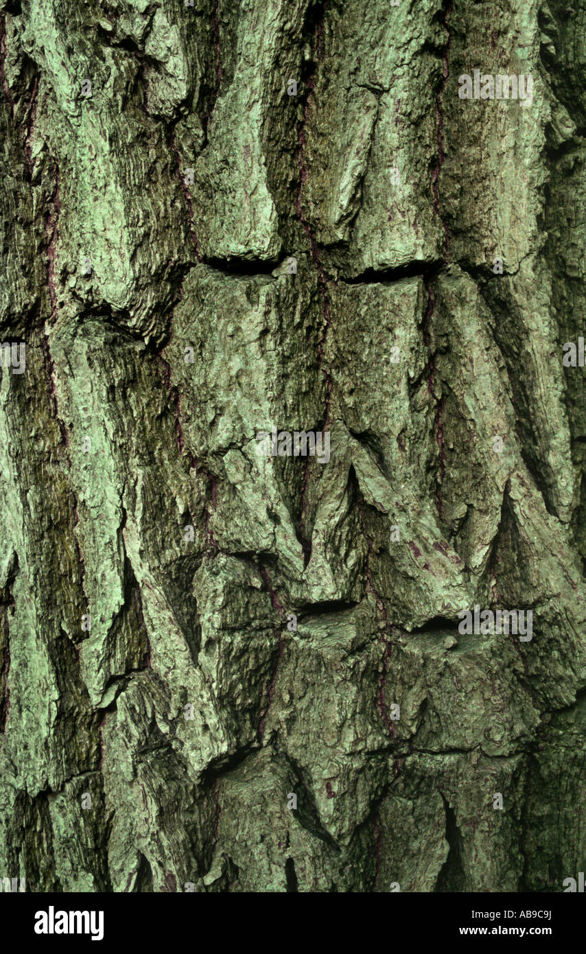 Siberian elm (Ulmus pumila var. arborea), bark Stock Photo