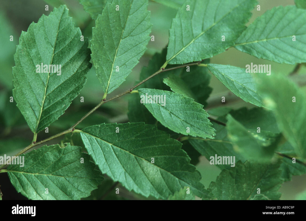 Siberian elm (Ulmus pumila var. arborea), twig with leaves Stock Photo