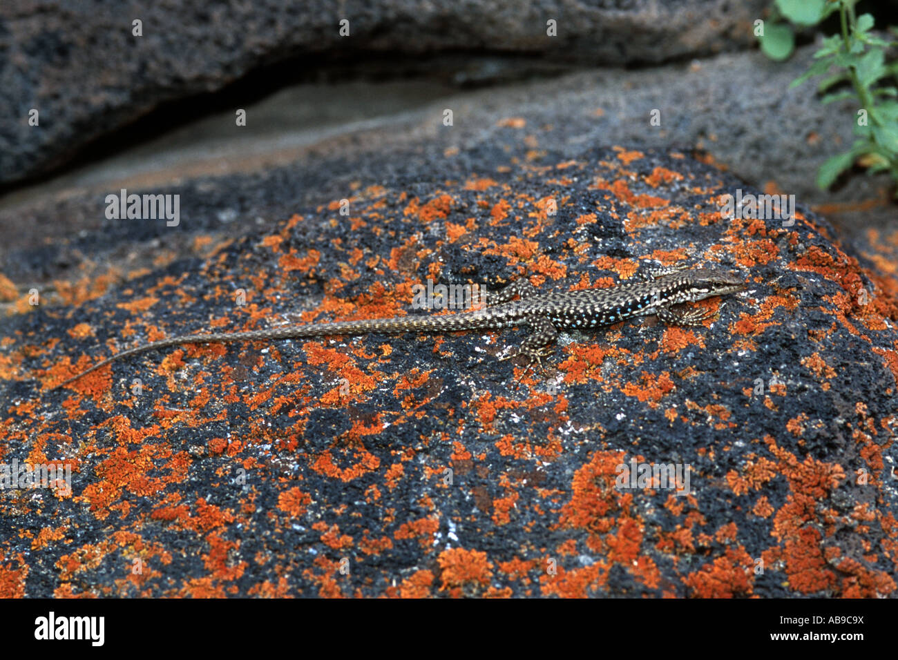 Azerbaijanian lizard, Azerbaijanian rock lizard (Lacerta raddei ...
